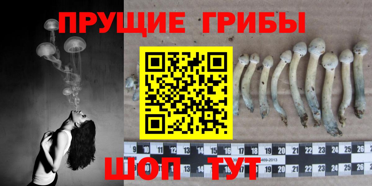 Камышин  Псилоцибиновые грибы Psilocybe  купить   Вход с VPN 